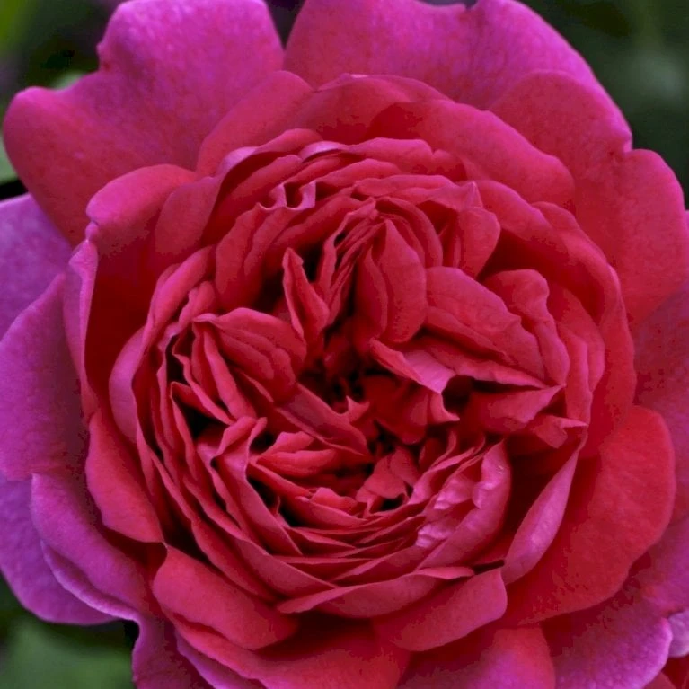 'Young Lycidas' Rosa X 'Young Lycidas' (Engelsk Rose) A-Kvalitet,- barrods roser min. 3 grene 'Young Lycidas' Rosa X 'Young Lycidas' (Engelsk Rose) A-Kvalitet,- Barrods Roser Min. 3 Grene -Plantetorvet p5401 53259 rosa x young lycidas engelsk rose cd3a