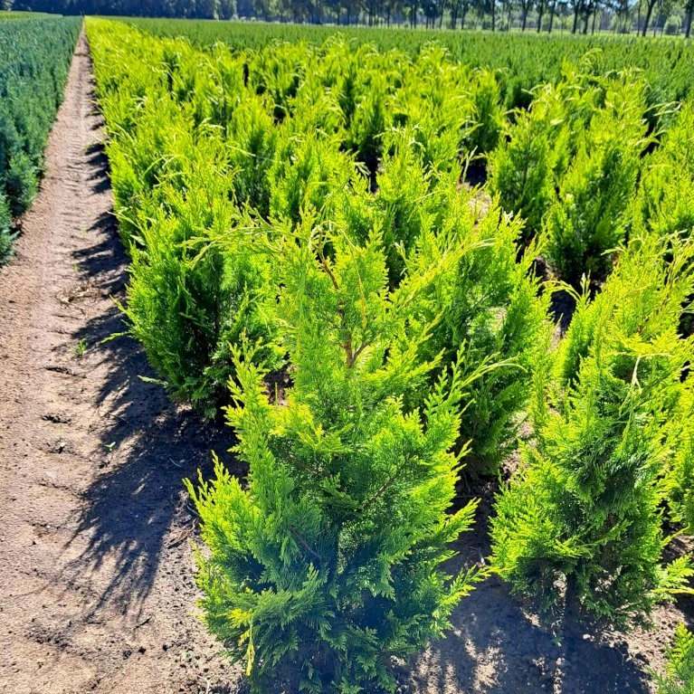 Cypres 'Ivonne' Chamaecyparis Lawsoniana 'Ivonne' Med klump,- 80-100 cm. Cypres 'Ivonne' Chamaecyparis Lawsoniana 'Ivonne' Med Klump,- 80-100 Cm. -Plantetorvet p542 52572 chamaecyparis lawsoniana ivonne c9b3