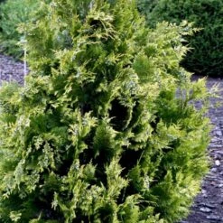 Cypres 'Ivonne' Chamaecyparis Lawsoniana 'Ivonne' Med Klump,- 80-100 Cm. 5 Cypres 'Ivonne' Chamaecyparis Lawsoniana 'Ivonne' Med Klump,- 80-100 Cm. -Plantetorvet p542 52773 chamaecyparis lawsoniana ivonne 5bcc 1
