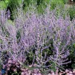 Russisk Salvie 'Blue Spire' Perovskia Atriplicifolia 'Blue Spire' Potte 2 Liter. -Plantetorvet p5598 4154 perovskia atriplicifolia blue spire 1283