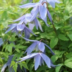 Alpe-Skovranke Clematis Alpina Potte 2,0 Liter,- Opbundet