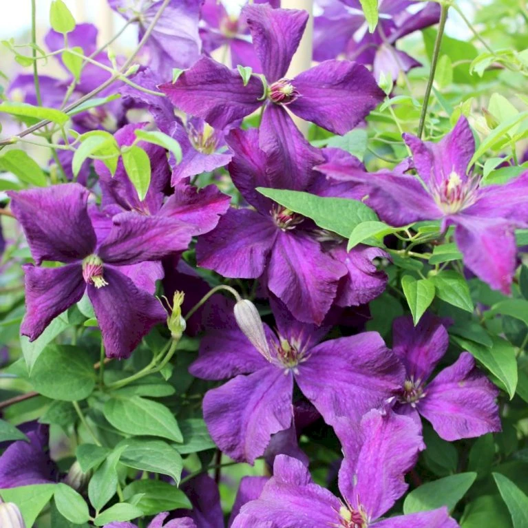 Klematis 'Jackmanii' Clematis Hybrid 'Jackmanii' Potte 2,0 liter,- Opbundet Klematis 'Jackmanii' Clematis Hybrid 'Jackmanii' Potte 2,0 Liter,- Opbundet -Plantetorvet p570 27685 clematis hybrid jackmanii 068a