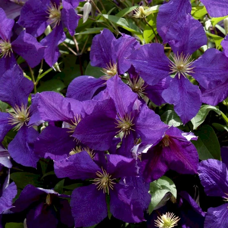 Klematis 'Jackmanii' Clematis Hybrid 'Jackmanii' Potte 2,0 liter,- Opbundet Klematis 'Jackmanii' Clematis Hybrid 'Jackmanii' Potte 2,0 Liter,- Opbundet -Plantetorvet p570 48577 clematis hybrid jackmanii 6076