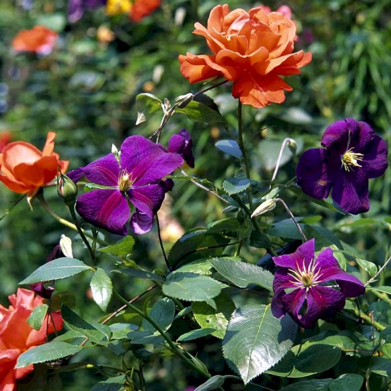 Klematis 'Jackmanii' Clematis Hybrid 'Jackmanii' Potte 2,0 liter,- Opbundet Klematis 'Jackmanii' Clematis Hybrid 'Jackmanii' Potte 2,0 Liter,- Opbundet -Plantetorvet p570 48579 clematis hybrid jackmanii 3e9a