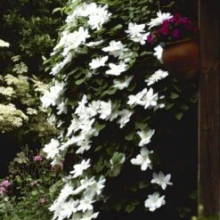 Plantetorvet 39 Plantetorvet -Plantetorvet p571 48581 clematis hybrid madame le coultre 12a9