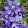 Klematis 'Multi Blue' Clematis Hybrid 'Multi Blue' Potte 2,0 Liter,- Opbundet 2 Klematis 'Multi Blue' Clematis Hybrid 'Multi Blue' Potte 2,0 Liter,- Opbundet -Plantetorvet p573 27686 clematis hybrid multi blue d2f4