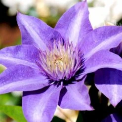 Klematis 'Multi Blue' Clematis Hybrid 'Multi Blue' Potte 2,0 Liter,- Opbundet 4 Klematis 'Multi Blue' Clematis Hybrid 'Multi Blue' Potte 2,0 Liter,- Opbundet -Plantetorvet p573 48590 clematis hybrid multi blue 29ba