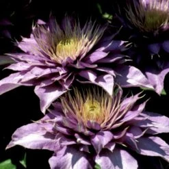 Klematis 'Multi Blue' Clematis Hybrid 'Multi Blue' Potte 2,0 Liter,- Opbundet 5 Klematis 'Multi Blue' Clematis Hybrid 'Multi Blue' Potte 2,0 Liter,- Opbundet -Plantetorvet p573 48591 clematis hybrid multi blue 9513