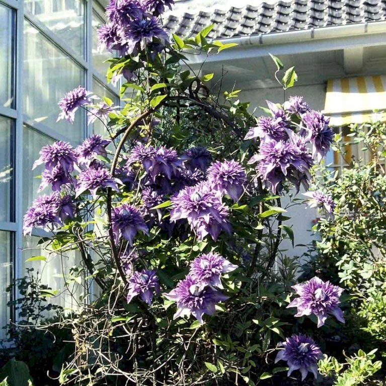 Klematis 'Multi Blue' Clematis Hybrid 'Multi Blue' Potte 2,0 liter,- Opbundet Klematis 'Multi Blue' Clematis Hybrid 'Multi Blue' Potte 2,0 Liter,- Opbundet -Plantetorvet p573 48592 clematis hybrid multi blue 72b5