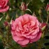 'Fabulous'™ Rosa X 'Fabulous'™ (Storblomstrende) A-Kvalitet,- Barrods Roser Min. 3 Grene 2 'Fabulous'™ Rosa X 'Fabulous'™ (Storblomstrende) A-Kvalitet,- Barrods Roser Min. 3 Grene -Plantetorvet p5743 51263 rosa x fabulous storblomstrende a058