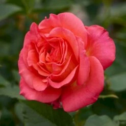 'Fabulous'™ Rosa X 'Fabulous'™ (Storblomstrende) A-Kvalitet,- Barrods Roser Min. 3 Grene -Plantetorvet p5743 51264 rosa x fabulous storblomstrende 8a5a