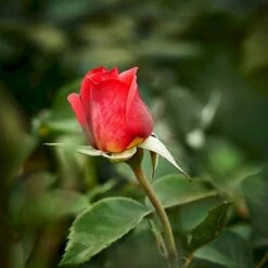 'Fabulous'™ Rosa X 'Fabulous'™ (Storblomstrende) A-Kvalitet,- Barrods Roser Min. 3 Grene -Plantetorvet p5743 51265 rosa x fabulous storblomstrende 57df