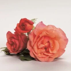 'Fabulous'™ Rosa X 'Fabulous'™ (Storblomstrende) A-Kvalitet,- Barrods Roser Min. 3 Grene -Plantetorvet p5743 51266 rosa x fabulous storblomstrende 52b0