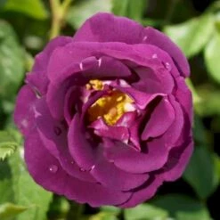 'Rhapsody In Blue' Rosa X 'Rhapsody In Blue' (Buketrose) A-Kvalitet,- Barrods Roser Min. 3 Grene -Plantetorvet p5748 52508 rosa x rhapsody in blue buskrose adcd