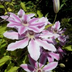 Klematis 'Nelly Moser' Clematis Hybrid 'Nelly Moser' Potte 2,0 Liter,- Opbundet 60-100 Cm