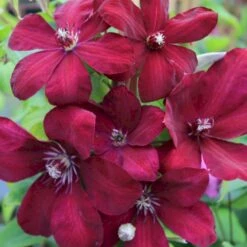 Klematis 'Niobe' Clematis Hybrid 'Niobe' Potte 2,0 Liter,- Opbundet