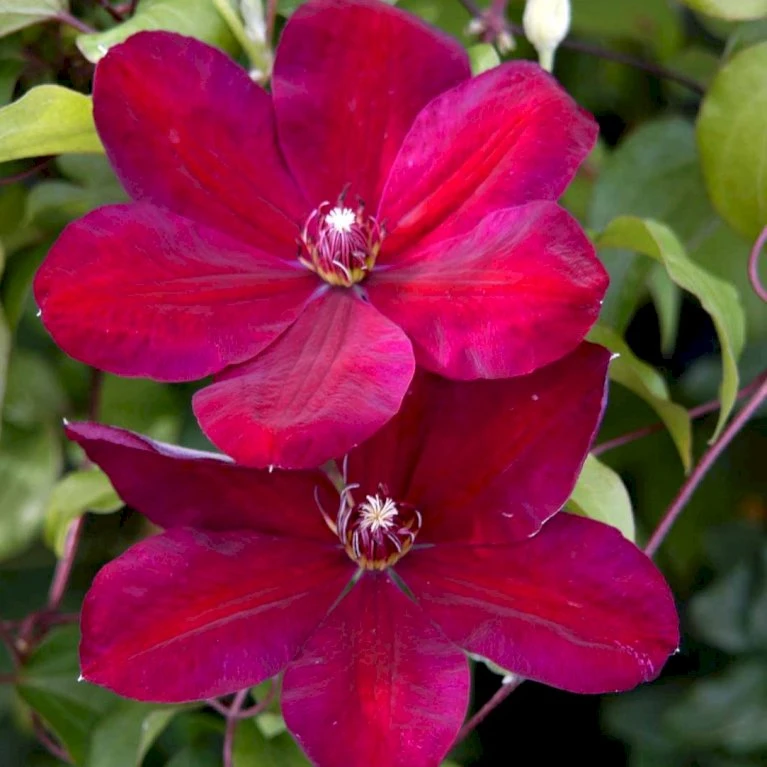 Klematis 'Niobe' Clematis Hybrid 'Niobe' Potte 2,0 liter,- Opbundet Klematis 'Niobe' Clematis Hybrid 'Niobe' Potte 2,0 Liter,- Opbundet -Plantetorvet p575 48598 clematis hybrid niobe 2bb2