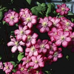 Klematis 'Ville De Lyon' Clematis Hybrid 'Ville De Lyon' Potte 2,0 Liter,- Opbundet -Plantetorvet p577 48611 clematis hybrid ville de lyon cb76