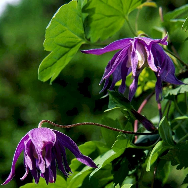 Småblomstrende Klematis Clematis Macropetala Potte 2,0 liter,- Opbundet 60-100 cm Småblomstrende Klematis Clematis Macropetala Potte 2,0 Liter,- Opbundet 60-100 Cm -Plantetorvet p580 48621 clematis macropetala 6677