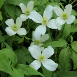 Bjerg-Skovranke 'Grandiflora' Clematis Montana 'Grandiflora' Potte 2,0 Liter,- Opbundet