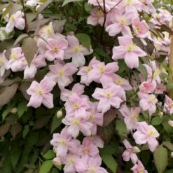 Bjerg-Skovranke 'Rubens' Clematis Montana 'Rubens' Potte 5,0 Liter,- Opbundet 100-150 Cm.