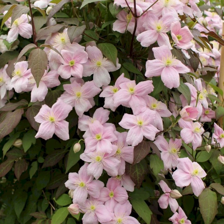 Bjerg-Skovranke 'Rubens' Clematis Montana 'Rubens' Potte 5,0 liter,- Opbundet 100-150 cm. Bjerg-Skovranke 'Rubens' Clematis Montana 'Rubens' Potte 5,0 Liter,- Opbundet 100-150 Cm. -Plantetorvet p584 27693 clematis montana rubens 57bf