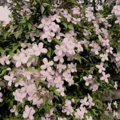 Bjerg-Skovranke 'Rubens' Clematis Montana 'Rubens' Potte 5,0 Liter,- Opbundet 100-150 Cm. 5 Bjerg-Skovranke 'Rubens' Clematis Montana 'Rubens' Potte 5,0 Liter,- Opbundet 100-150 Cm. -Plantetorvet p584 48642 clematis montana rubens 8bd4