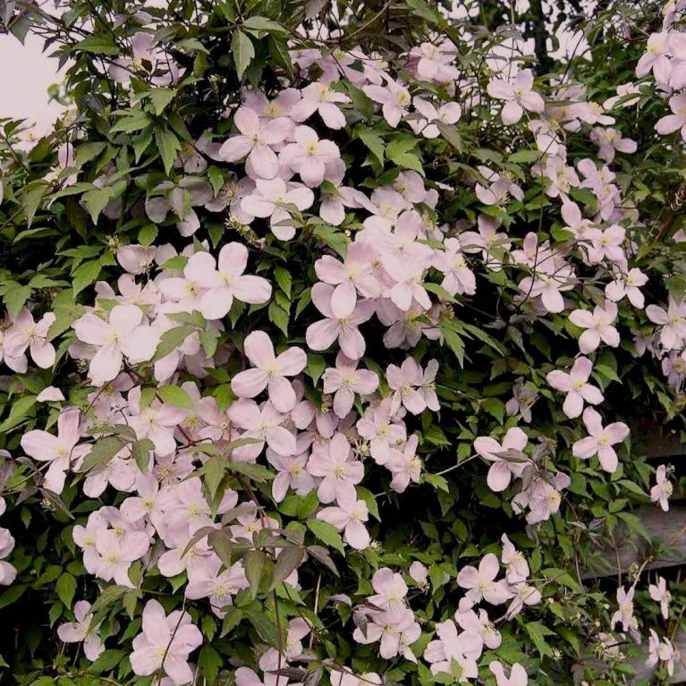 Bjerg-Skovranke 'Rubens' Clematis Montana 'Rubens' Potte 5,0 liter,- Opbundet 100-150 cm. Bjerg-Skovranke 'Rubens' Clematis Montana 'Rubens' Potte 5,0 Liter,- Opbundet 100-150 Cm. -Plantetorvet p584 48642 clematis montana rubens 8bd4