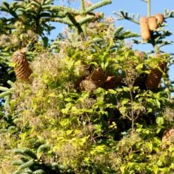 Almindelig Skovranke Clematis Vitalba Potte 2,0 Liter,- Opbundet 60-100 Cm -Plantetorvet p588 48661 clematis vitalba 58c9