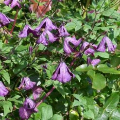 Italiensk Skovranke Clematis Viticella Potte 2,0 Liter,- Opbundet -Plantetorvet p589 50585 clematis viticella 9474
