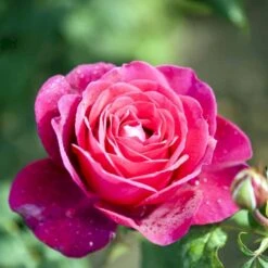 'Tantau Rose Goethe'® Rosa X 'Tantau Rose Goethe'® (Storblomstrende) A-Kvalitet,- Barrods Roser Min. 3 Grene 4 'Tantau Rose Goethe'® Rosa X 'Tantau Rose Goethe'® (Storblomstrende) A-Kvalitet,- Barrods Roser Min. 3 Grene -Plantetorvet p5908 53287 rosa x tantau rose goethe storblomstrende 3028