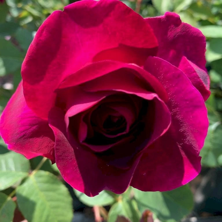 'Tantau Rose Goethe'® Rosa X 'Tantau Rose Goethe'® (Storblomstrende) A-Kvalitet,- barrods roser min. 3 grene 'Tantau Rose Goethe'® Rosa X 'Tantau Rose Goethe'® (Storblomstrende) A-Kvalitet,- Barrods Roser Min. 3 Grene -Plantetorvet p5908 53288 rosa x tantau rose goethe storblomstrende 72dd