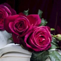 'Tantau Rose Goethe'® Rosa X 'Tantau Rose Goethe'® (Storblomstrende) A-Kvalitet,- Barrods Roser Min. 3 Grene 6 'Tantau Rose Goethe'® Rosa X 'Tantau Rose Goethe'® (Storblomstrende) A-Kvalitet,- Barrods Roser Min. 3 Grene -Plantetorvet p5908 53990 rosa x tantau rose goethe storblomstrende e7f3