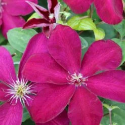 Klematis 'Ernest Markham' Clematis Hybrid 'Ernest Markham' Potte 2,0 Liter,- Opbundet