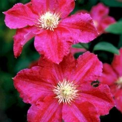 Klematis 'Ernest Markham' Clematis Hybrid 'Ernest Markham' Potte 2,0 Liter,- Opbundet -Plantetorvet p590 48571 clematis ernest markham 397e