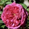 'Natalie™ Renaissance'® Rosa X 'Natalie™ Renaissance'® (Renaissancerose) A-Kvalitet,- Barrods Roser Min. 3 Grene -Plantetorvet p5910 52180 rosa x natalie renaissance renaissancerose 7c70