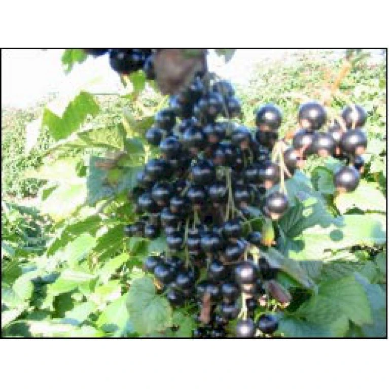 Solbær 'Narve Viking' Ribes Nigrum 'Narve Viking' 3,5 liter potte Solbær 'Narve Viking' Ribes Nigrum 'Narve Viking' 3,5 Liter Potte -Plantetorvet p5914 4289 ribes nigrum narve viking 1335