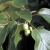 Almindelig Stikkelsbærkiwi Actinidia Arguta Potte 2,0 Liter,- Opbundet -Plantetorvet p59 48476 actinidia arguta 0566