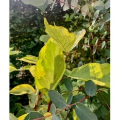 Gulbroget Kornel 'Gouchaultii' Cornus Alba 'Gouchaultii' Potte 6,5 Liter 60-80 Cm. -Plantetorvet p606 36624 cornus alba gouchaultii b9e2