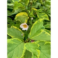 Gulbroget Kornel 'Gouchaultii' Cornus Alba 'Gouchaultii' Potte 6,5 Liter 60-80 Cm. -Plantetorvet p606 36626 cornus alba gouchaultii 7a38