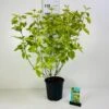 Gulbroget Kornel 'Gouchaultii' Cornus Alba 'Gouchaultii' Potte 6,5 Liter 60-80 Cm. 1 Gulbroget Kornel 'Gouchaultii' Cornus Alba 'Gouchaultii' Potte 6,5 Liter 60-80 Cm. -Plantetorvet p606 42322 cornus alba gouchaultii 66ee