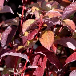 Rødgrenet Kornel 'Sibirica' - Cornus Alba 'Sibirica' - Hækplanter -Plantetorvet p607 54059 cornus alba sibirica fd80 1