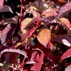 Rødgrenet Kornel 'Sibirica' Cornus Alba 'Sibirica' Barrods,- 1 års (0/1) 50-80 Cm.