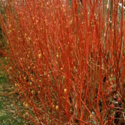 Rødgrenet Kornel 'Sibirica' Cornus Alba 'Sibirica' Barrods,- 1 års (0/1) 50-80 Cm. -Plantetorvet p607 54061 cornus alba sibirica de35