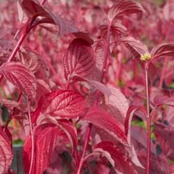 Rødgrenet Kornel 'Sibirica' Cornus Alba 'Sibirica' Barrods,- 1 års (0/1) 50-80 Cm. -Plantetorvet p607 54062 cornus alba sibirica e862