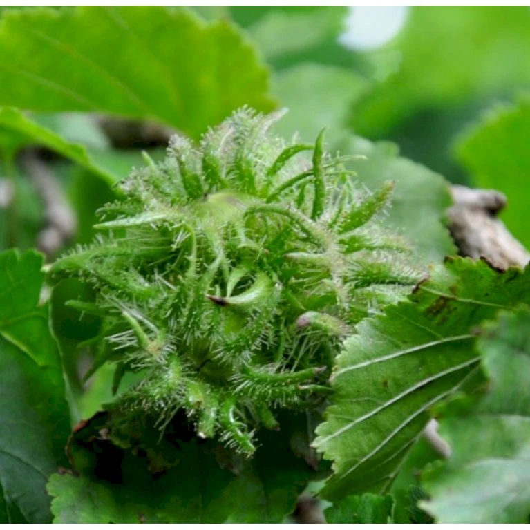 Tyrkisk Hassel Corylus Colurna Potte 7,5 liter 175-200 cm. Tyrkisk Hassel Corylus Colurna Potte 7,5 Liter 175-200 Cm. -Plantetorvet p628 42854 corylus colurna c11d