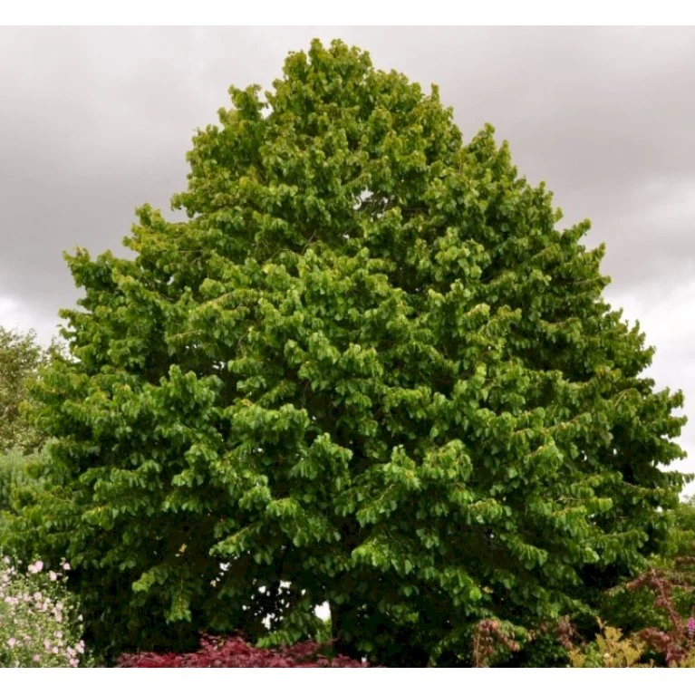 Tyrkisk Hassel Corylus Colurna Potte 7,5 liter 175-200 cm. Tyrkisk Hassel Corylus Colurna Potte 7,5 Liter 175-200 Cm. -Plantetorvet p628 42855 corylus colurna 7933