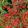 Fiskeben-Dværgmispel 'Cotali' Cotoneaster Horizontalis 'Cotali' 3,5 Liter Potte