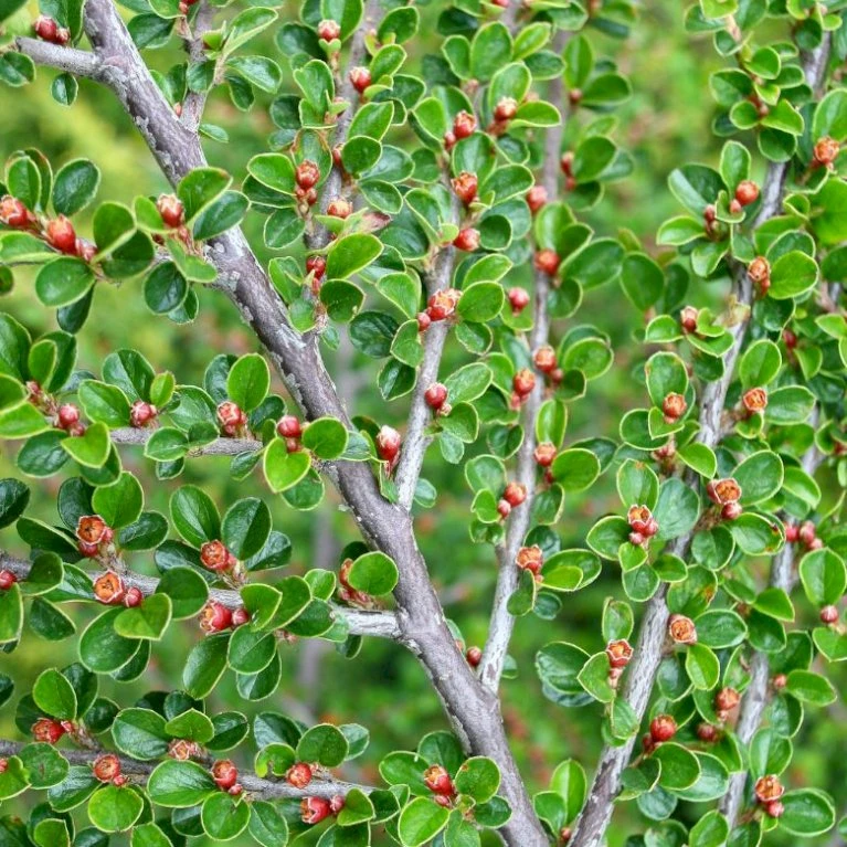 Fiskeben-Dværgmispel 'Cotali' Cotoneaster Horizontalis 'Cotali' 3,5 liter potte Fiskeben-Dværgmispel 'Cotali' Cotoneaster Horizontalis 'Cotali' 3,5 Liter Potte -Plantetorvet p638 52510 cotoneaster horizontalis cotali d611