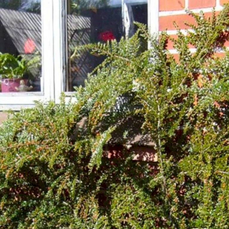 Fiskeben-Dværgmispel 'Cotali' Cotoneaster Horizontalis 'Cotali' 3,5 liter potte Fiskeben-Dværgmispel 'Cotali' Cotoneaster Horizontalis 'Cotali' 3,5 Liter Potte -Plantetorvet p638 52511 cotoneaster horizontalis cotali 9ffb